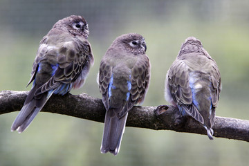 Fototapeta premium Bourkesittiche