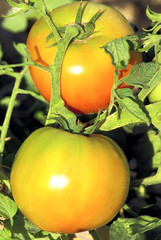 Tomato on plant.