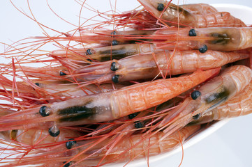 Shrimps