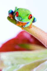 Red Eyed Tree Frog on exotic plant