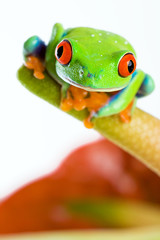 red eyed tree frog