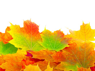 autumn maple leaves background