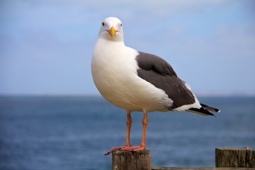 Seagull facing the camera with ocean in the background