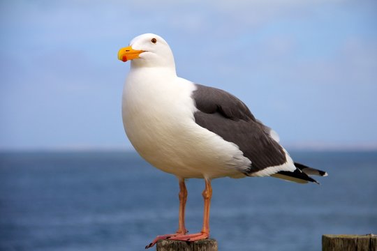 Seagull with ocean in the background