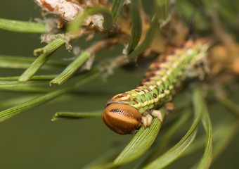 Sphinx pinastri syn. Hyloicus pinastri