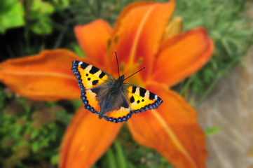 Fototapeta na wymiar European peacock butterfly