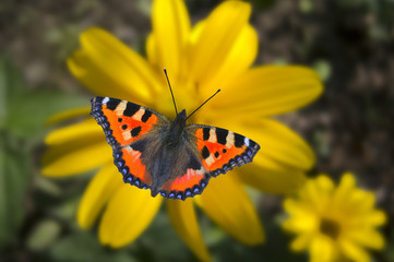 European peacock butterfly