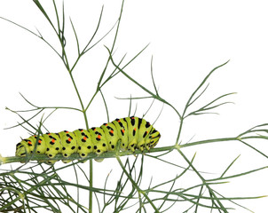 Caterpillar on grass isolated on white background