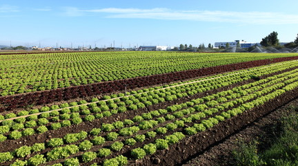 Fototapeta na wymiar pola sałatki intensywna uprawa