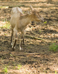 Capra