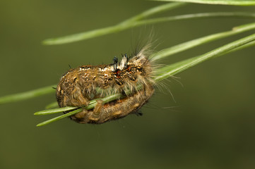 Dendrolimus pini