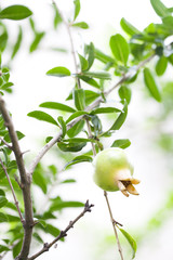 pomegranate on branch