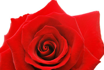 Fototapeta premium 赤いバラ
