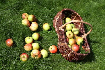 Ein Korb voller Äpel
