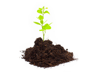 Young plant