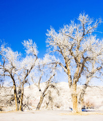 winter trees, Utah, USA