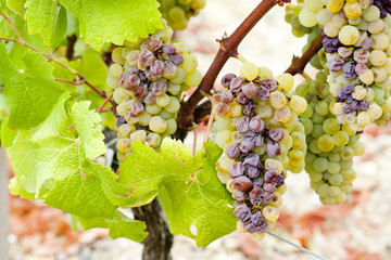 white grape in Sauternes Region, Aquitaine, France