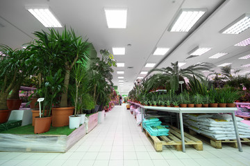Shelves on both sides with variety of pottery plants inside shop