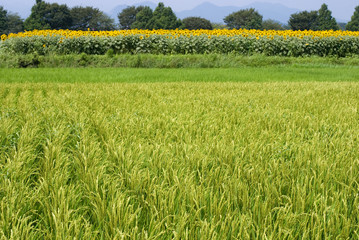 水田とひまわり畑
