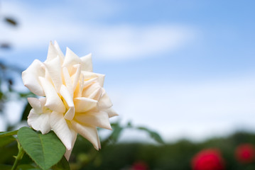 白いバラの花と青空