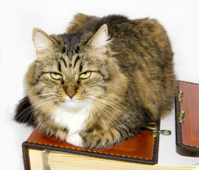 Cat and folio