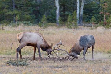 Bull Elks fighting