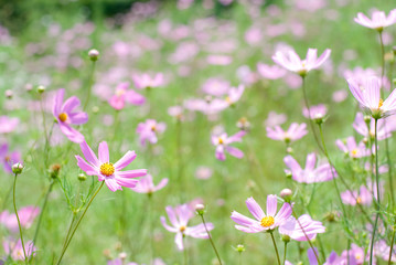 ピンクのコスモスのお花畑