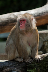 Japanese macaque sitting