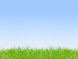 Clean blue sky background with green grass