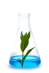 plant in a test tube isolated on white