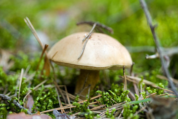 brown cap boletus in forest