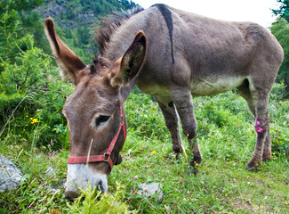 Naklejka na ściany i meble Donkey on Italian Alps