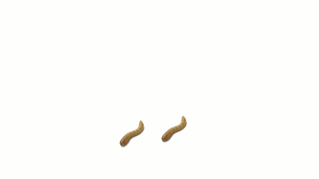 ミミズダンサー