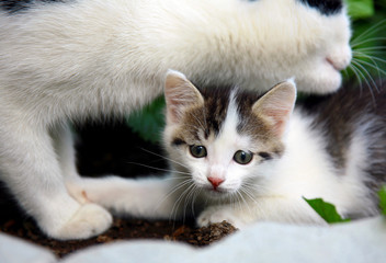 Hunter kitten with mother cat in the summer garden