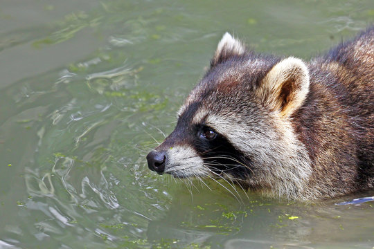Waschb&auml;r