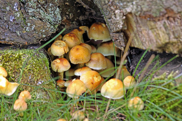 Waldpilze