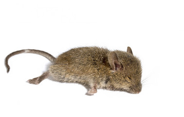 Dead mouse on white background.