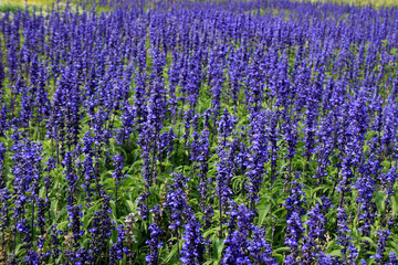 Naklejka premium blumen