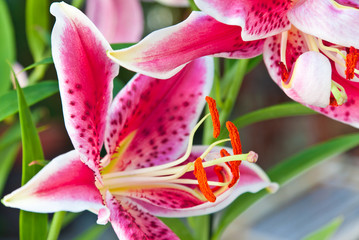 lys oriental © Unclesam