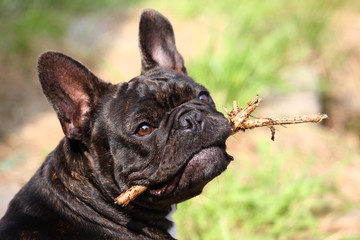 französische Bulldogge