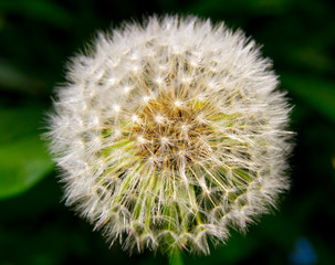 Seeds of a dandelion