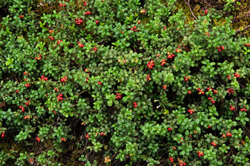 Cowberry or lingonberry (Vaccinium vitis-idaea )