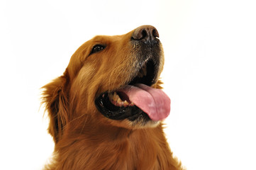 Golden retriever dog very expressive face. Side look.