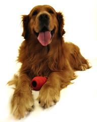 Golden retriever dog very expressive facel ying.