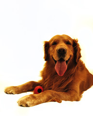 Golden retriever dog very expressive face. Lying with red toy.