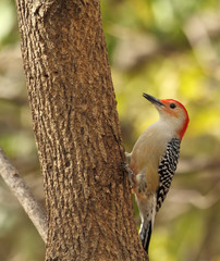 Red-bellied Woodpecker, Melanerpes carolinus