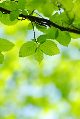green leaves