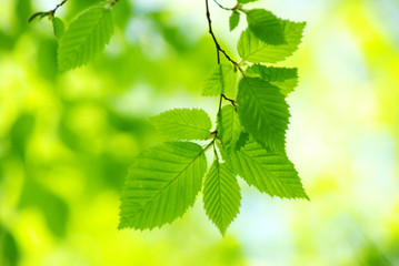 green leaves