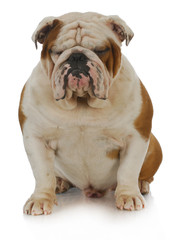 english bulldog