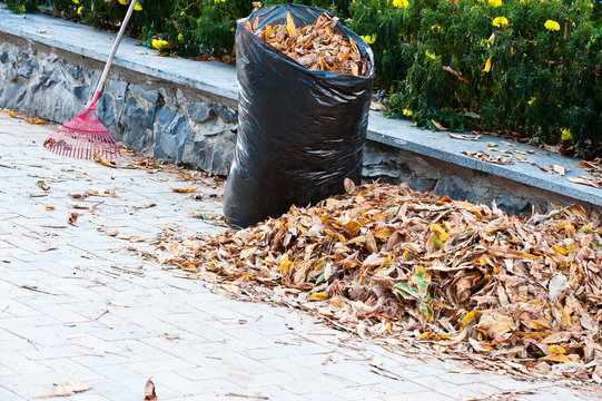 Cleaning Of Autumn Leaves